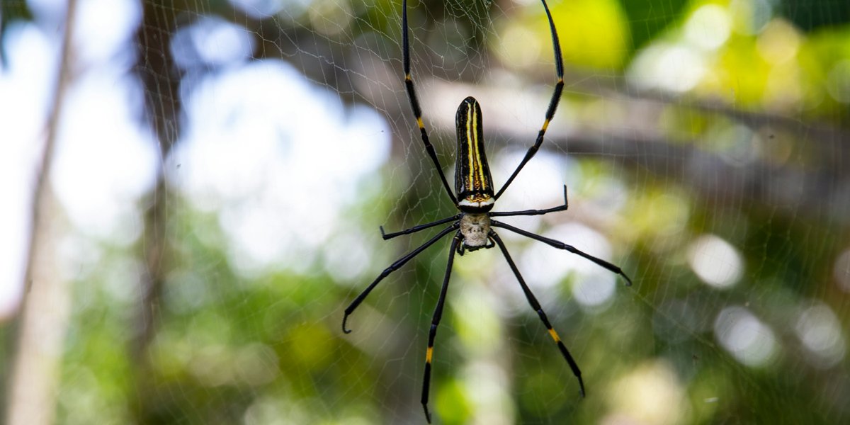 Bali spiders