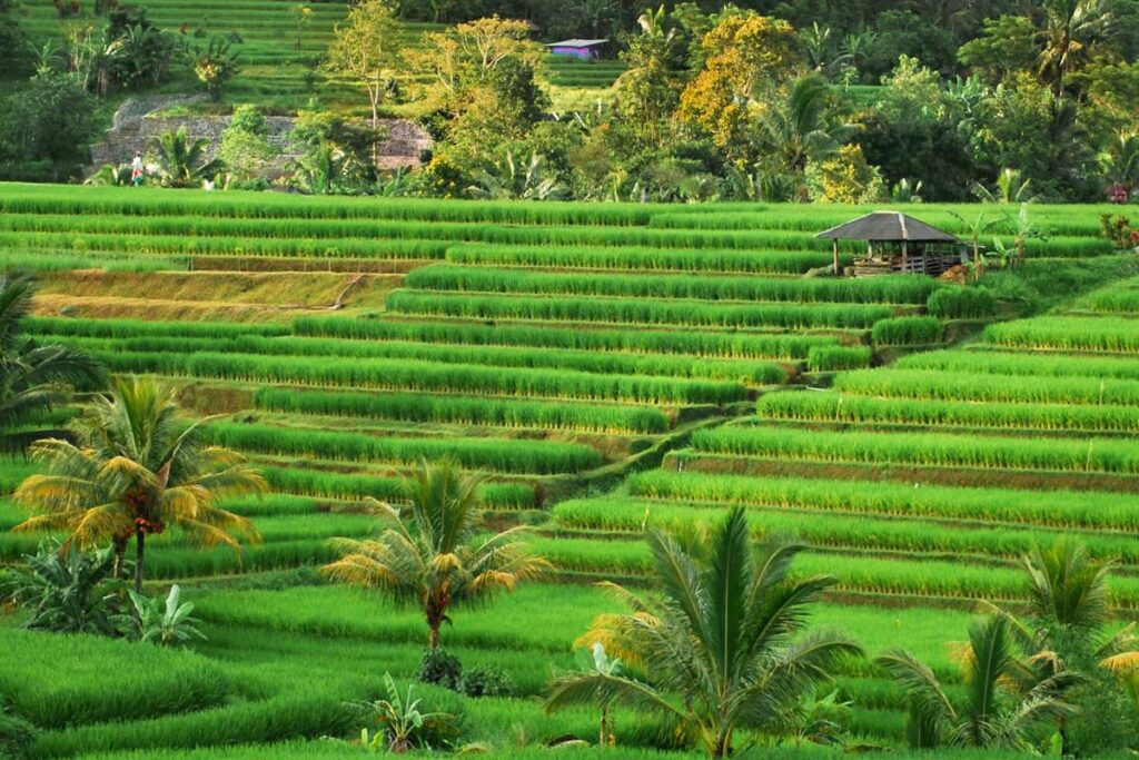 Jatiluwih rice terraces
