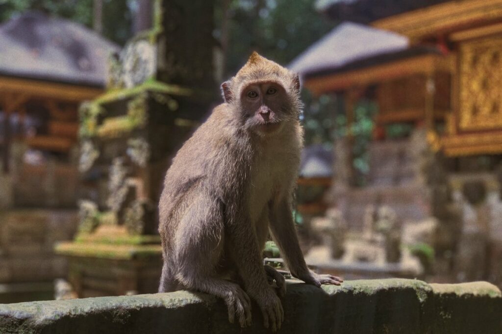 Sangeh Monkey Forest